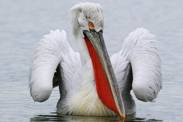 Dalmatian Pelican Pelecanus Crispus DinoAnimals