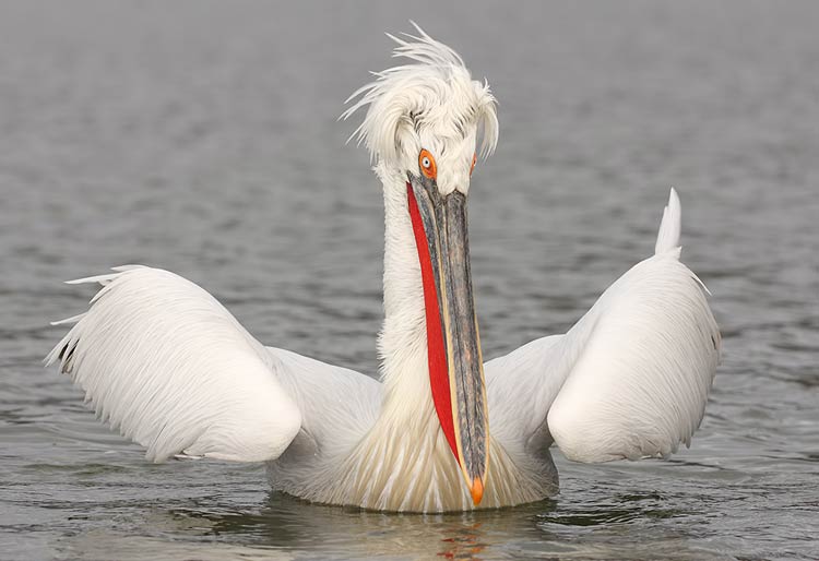 Dalmatian Pelican Pelecanus Crispus DinoAnimals