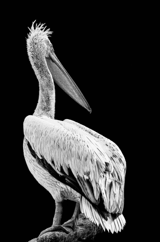 Dalmatian pelican (Pelecanus crispus) | DinoAnimals.com