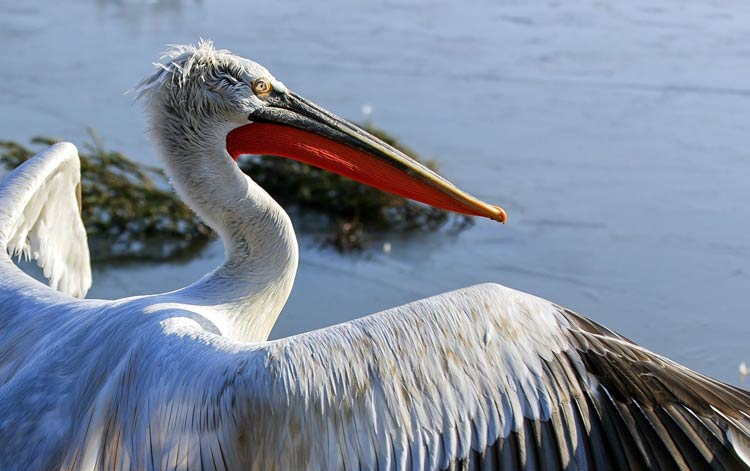Dalmatian Pelican Pelecanus Crispus DinoAnimals