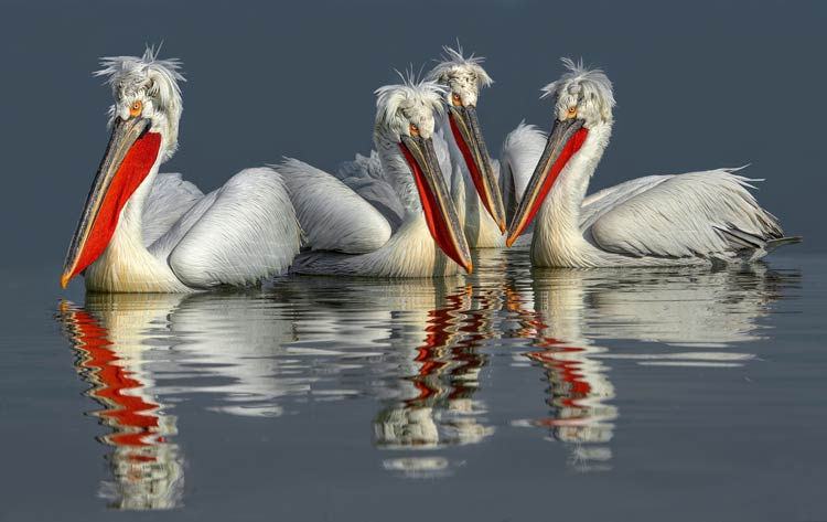 Dalmatian Pelican Pelecanus Crispus DinoAnimals Dalmatian Pelican Pelecanus Crispus DinoAnimals