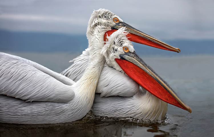 Dalmatian Pelican Pelecanus Crispus DinoAnimals