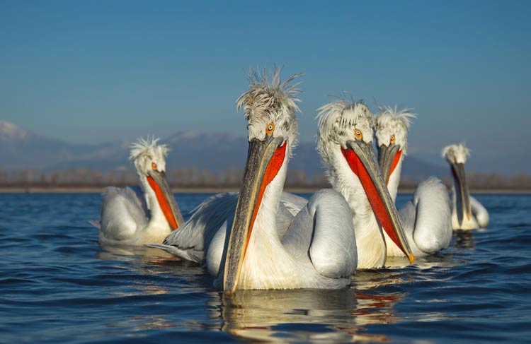 Dalmatian Pelican Pelecanus Crispus DinoAnimals Dalmatian Pelican Pelecanus Crispus DinoAnimals