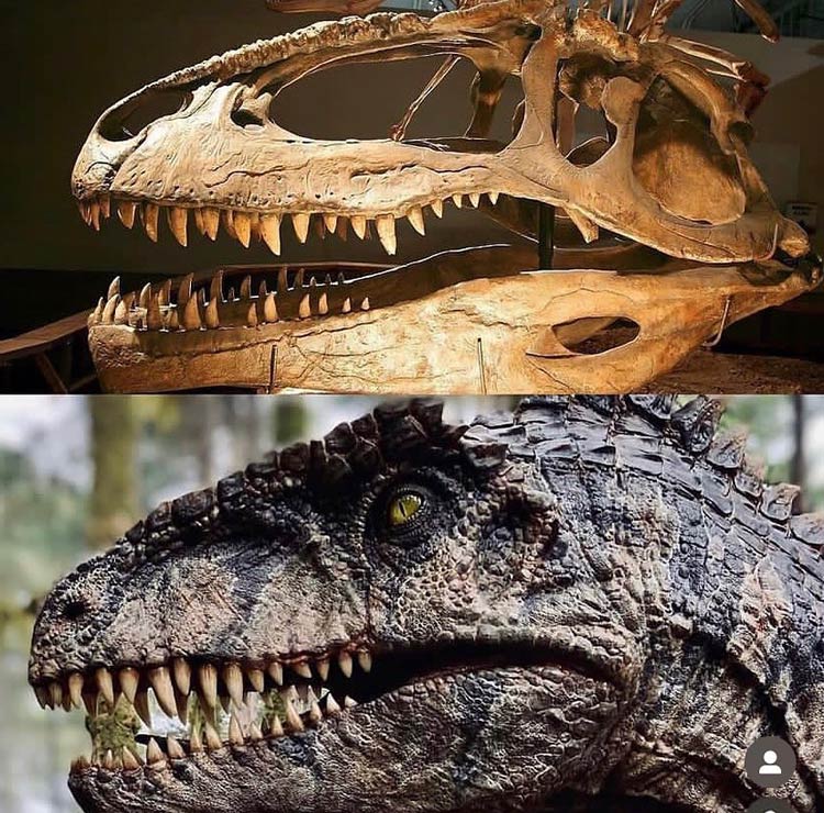 Giganotosaurus vs. T. Rex: a big dinosaur battle