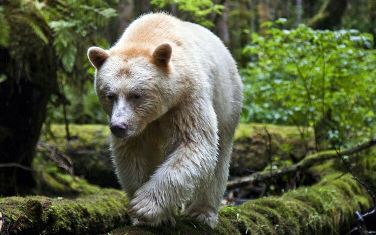 Kermode bear, Spirit bear (Ursus americanus kermodei) | DinoAnimals.com