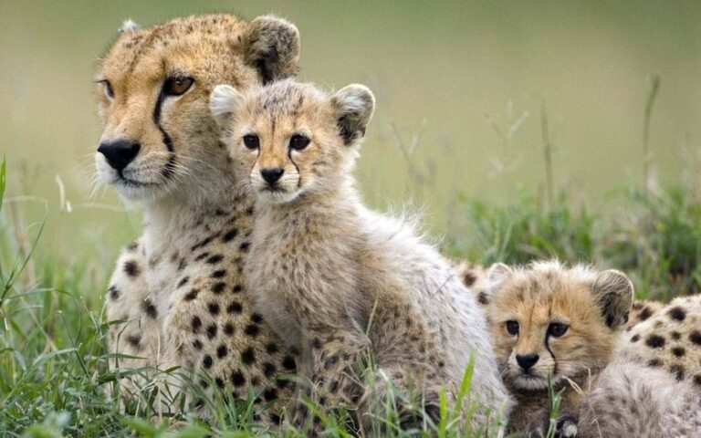 Length of pregnancy in mammals | DinoAnimals.com