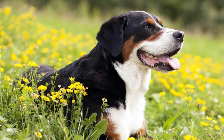 Greater Swiss Mountain Dog | DinoAnimals.com