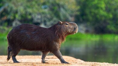 Interesting Facts About Capybaras | DinoAnimals.com