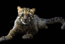 Marbled cat (Pardofelis marmorata)