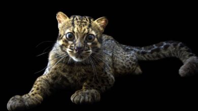 Marbled cat (Pardofelis marmorata)