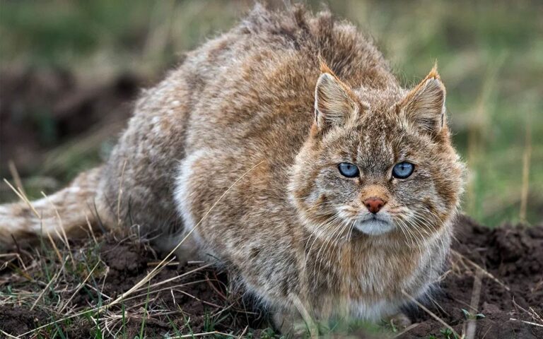 Chinese mountain cat | DinoAnimals.com