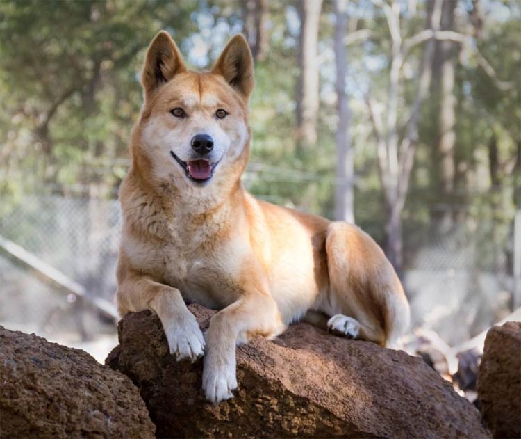 Dingo – dog or wolf? | DinoAnimals.com