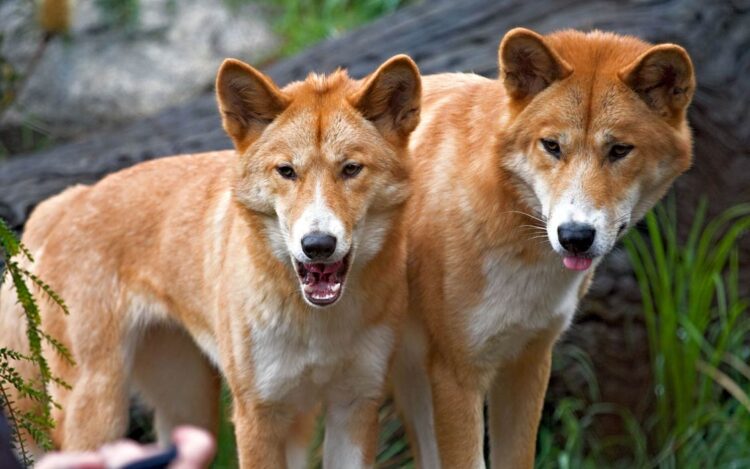 Dingo – dog or wolf? | DinoAnimals.com