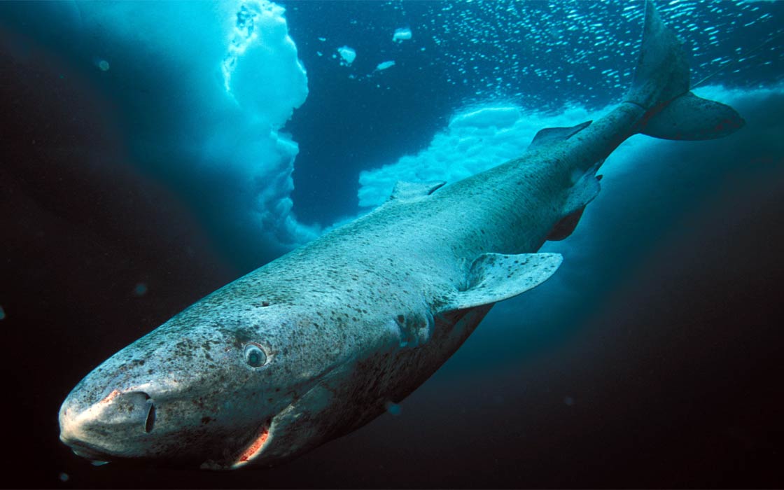 Greenland Shark The Long Lived Shark DinoAnimals