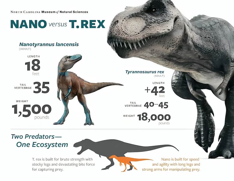 Nanotyrannus vs T. rex