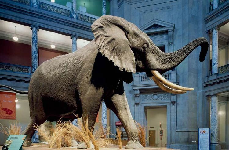 Henry- The Largest Known Elephant