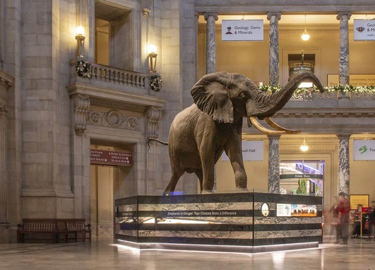 Henry- The Largest Known Elephant