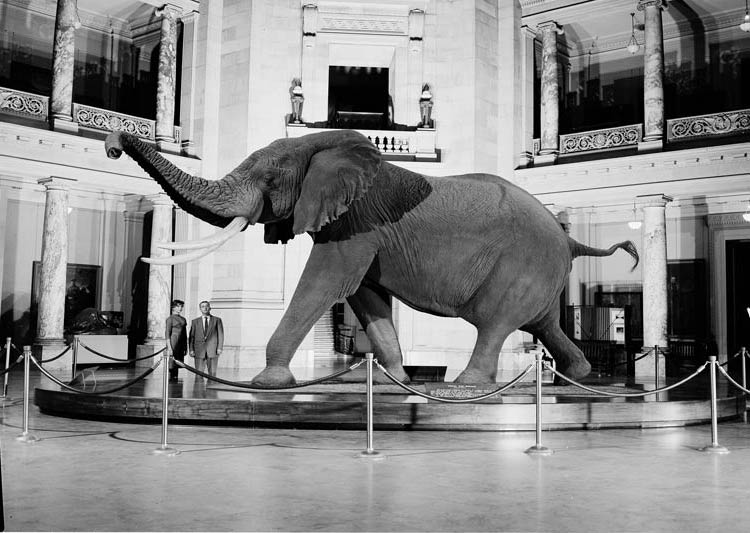 Henry- The Largest Known Elephant