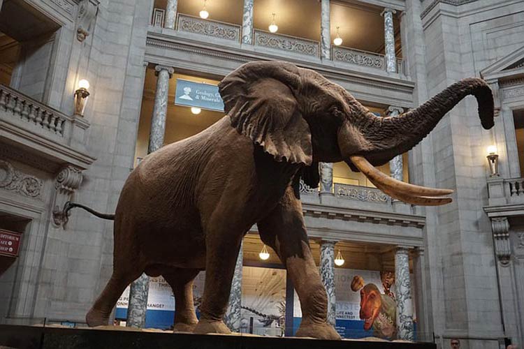 Henry- The Largest Known Elephant