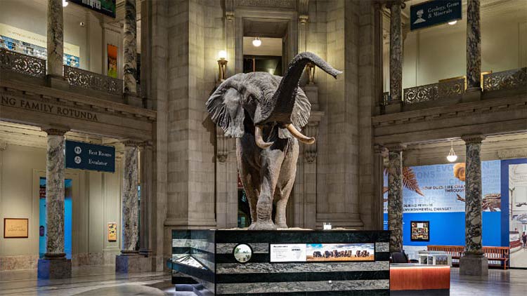 Henry- The Largest Known Elephant