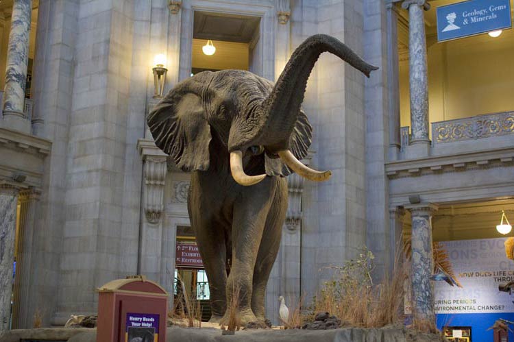 Henry- The Largest Known Elephant